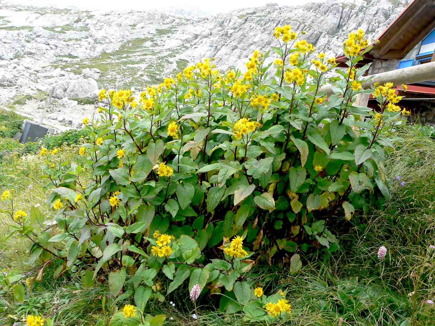 Jacobaea alpina / Senecione alpino